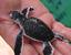 Akumal - Green Turtle (Chelonia mydas) just hatched (please do not handle them on your own)
