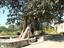 Ndola - The Slave Tree in Ndola