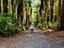 Redwoods – Whakarewarewa Forest