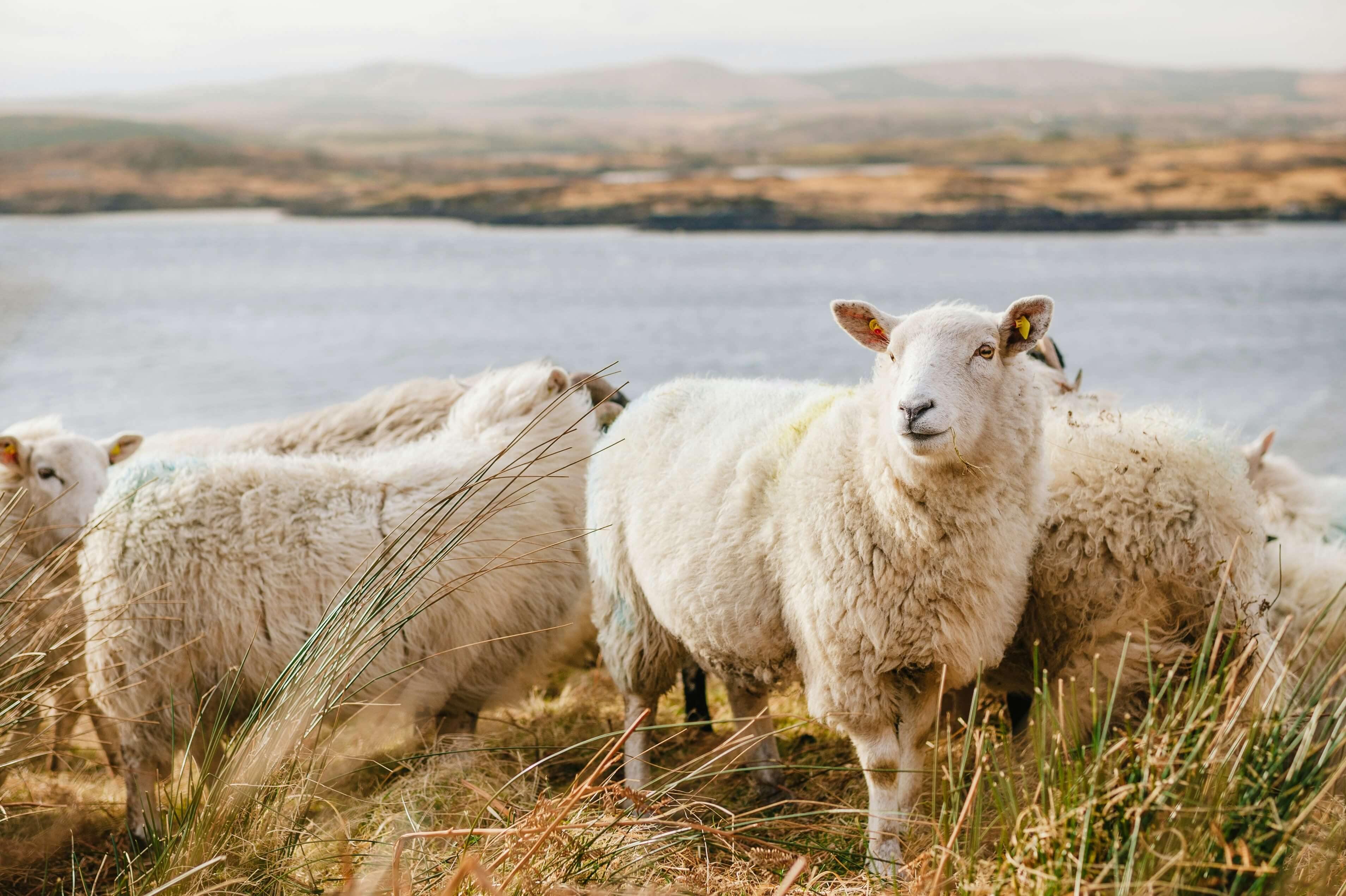 connemara-irsko-itinerar-ovce