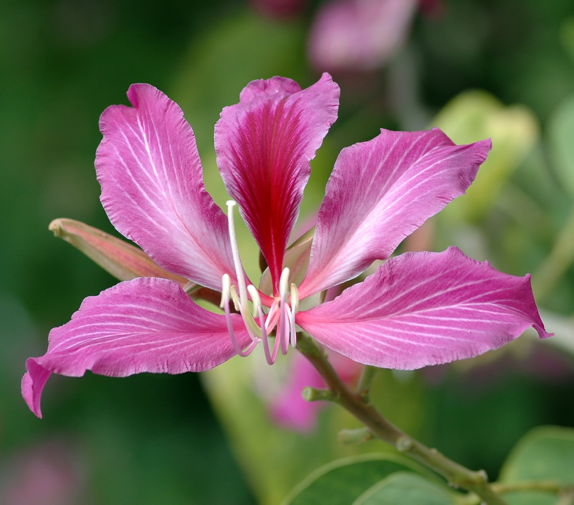Hong Kong - A flower from Bauhinia blakeana in Key West, Florida Hong Kong - A flower from Bauhinia blakeana in Key West, Florida