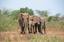 Lake Manyara - Eine Elefantengruppe im Lake-Manyara-Nationalpark in Tansania.