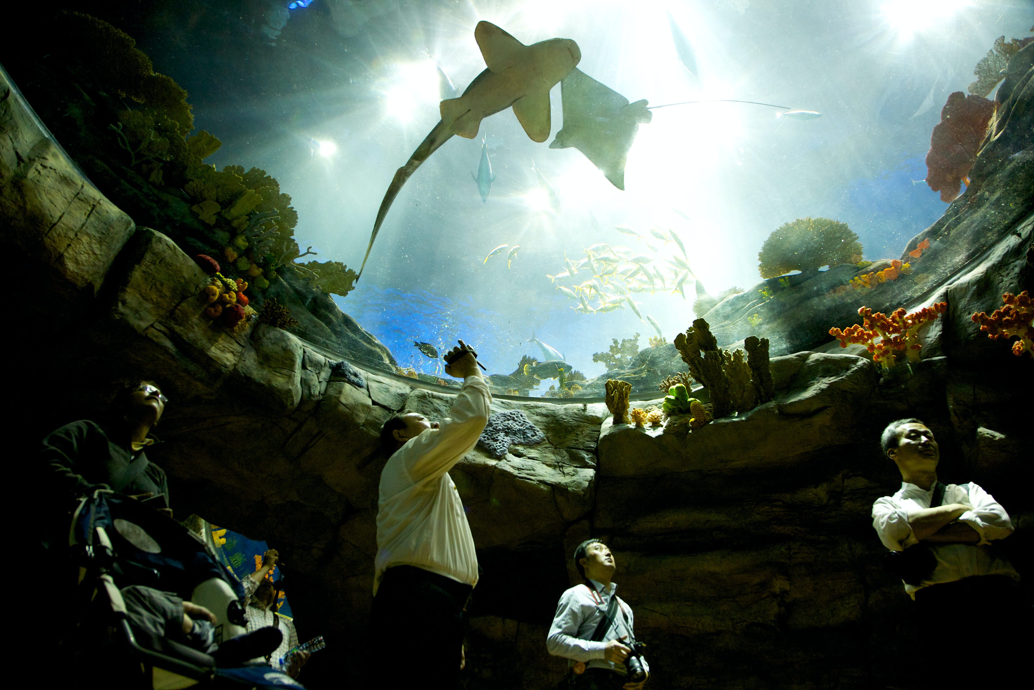 Visitors can see a wide range of ocean animals at Ocean Park's aquarium.