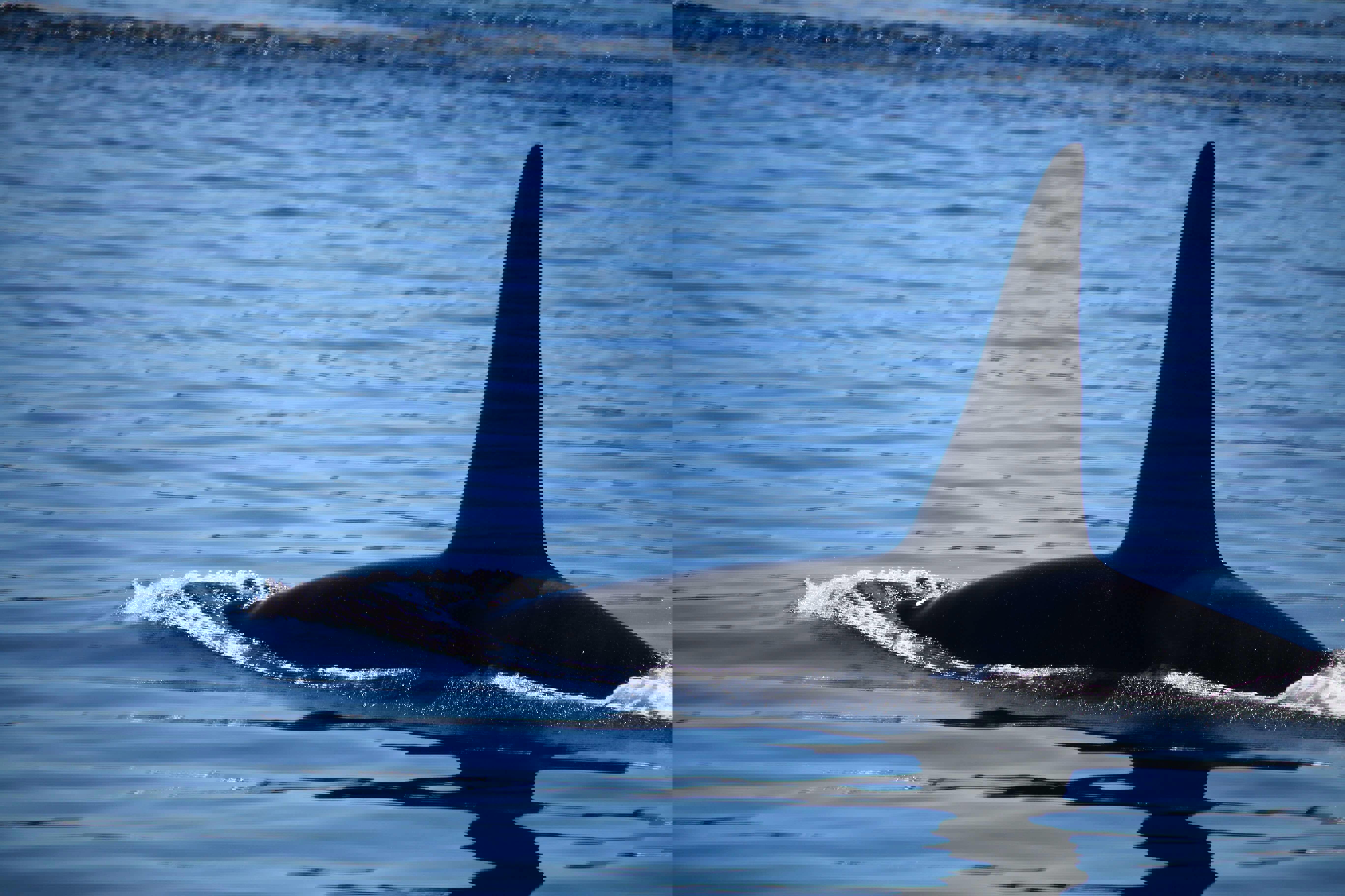 Whale watching, Vancouver