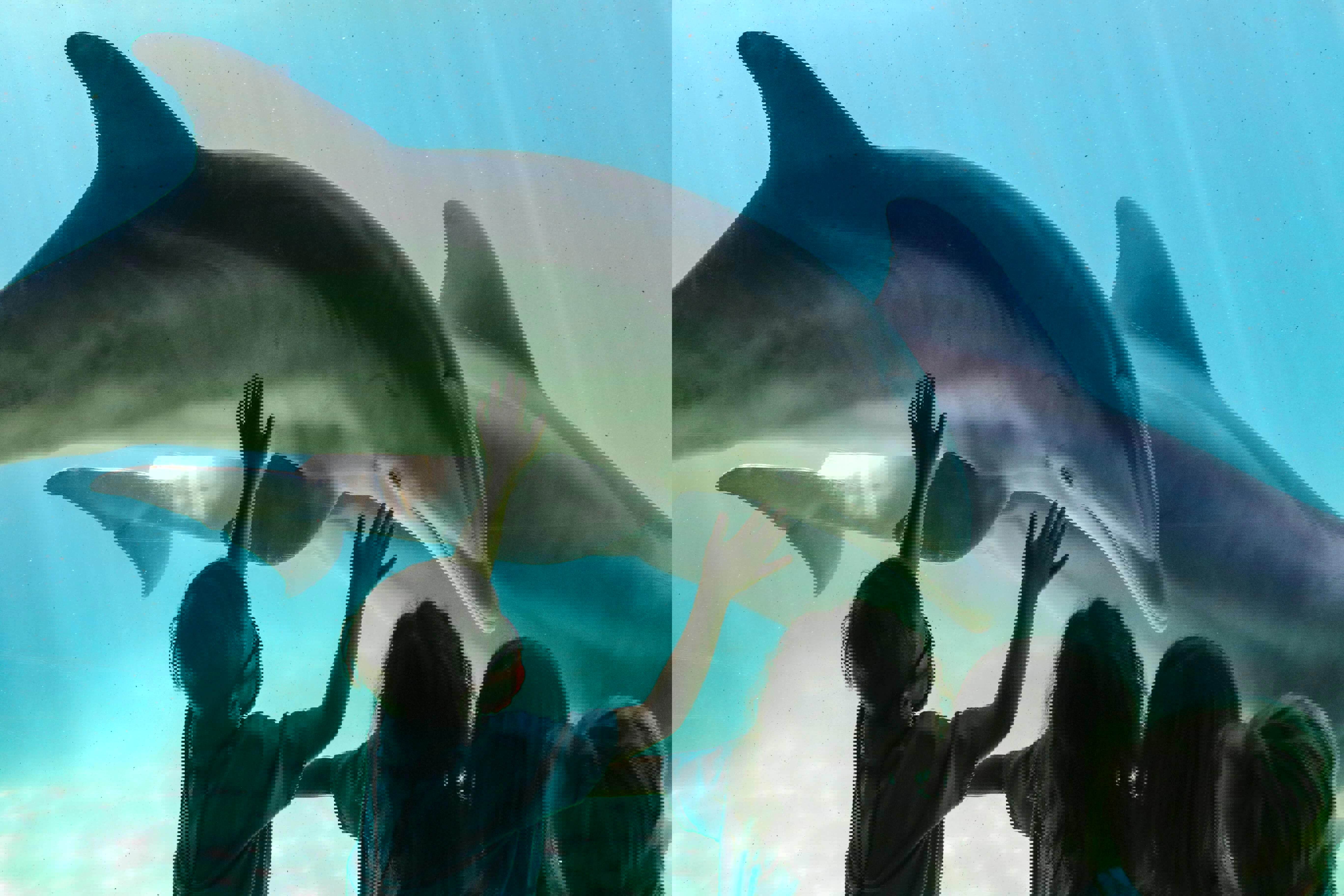 seaworld-abu-dhabi