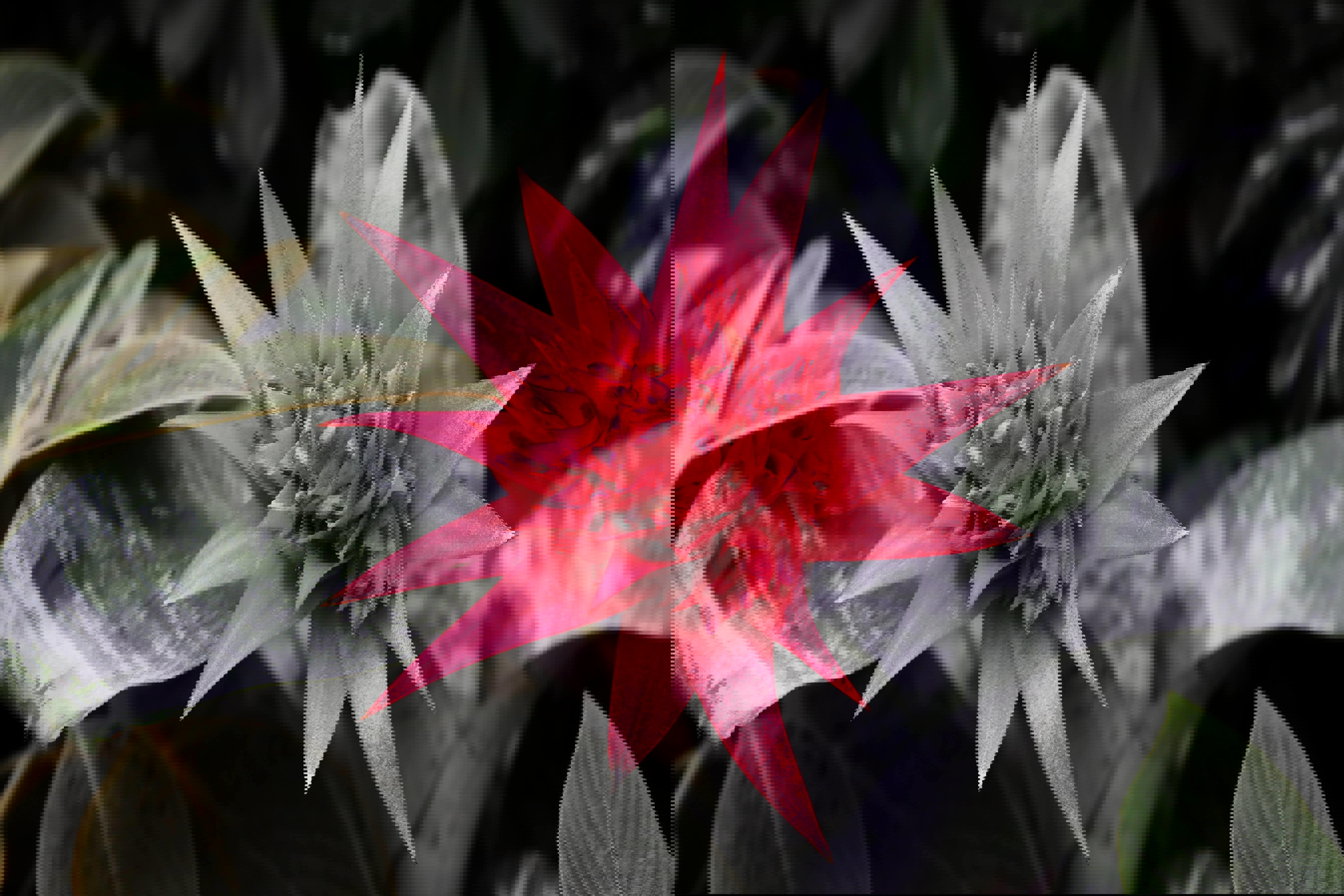 Bloedel Conservatory, vancouver