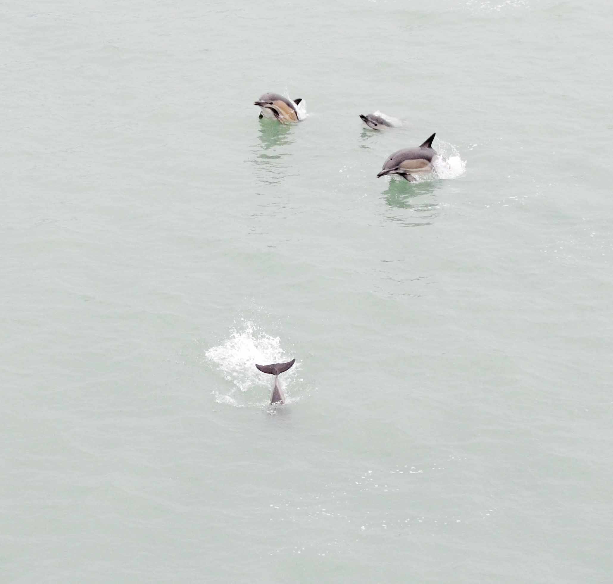 Batumi - Dolphins swim beside a ferry outside the port of Batumi, Georgia, May 5, 2015. The ferry was transporting Soldiers, assigned to Company A, 2nd… Batumi - Dolphins swim beside a ferry outside the port of Batumi, Georgia, May 5, 2015. The ferry was transporting Soldiers, assigned to Company A, 2nd…