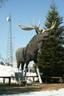 Dryden - Picture Of Max The moose In Dryden