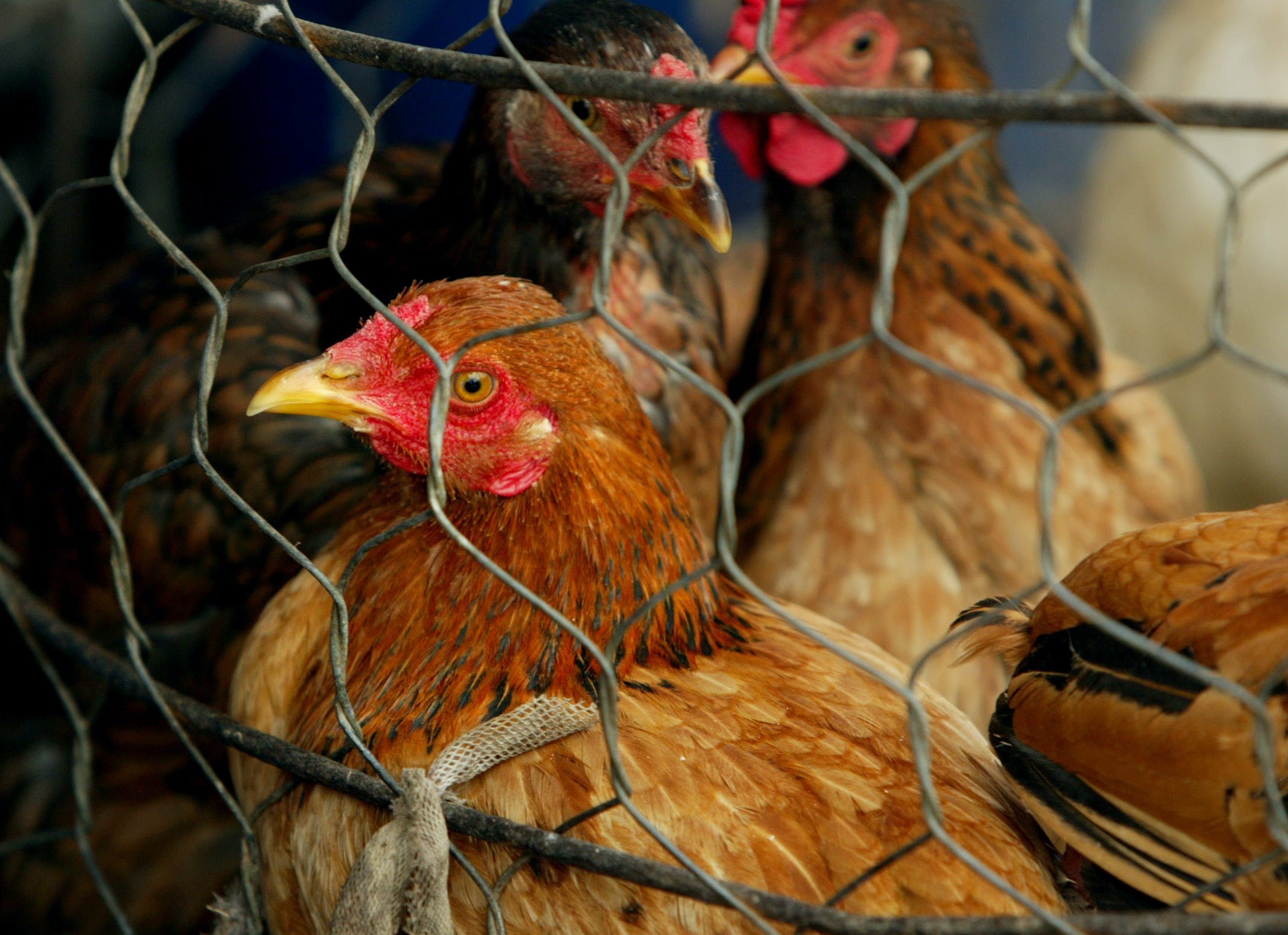 SUPHAN BURI, THAILAND-JANUARY25: Thai Chickens wait to be sold at the Khlong Toey market in Bangkok,Thailand  January 25,2004. An outbreak of Bird Flu has ravaged poultry farms and could devastate the country's chicken export sector which is the worl's fourth largest worth 1.5 billion dollars. The Bird Flu (also called Avian Flu)  has claimed six victims in Vietnam and one in Thailand. The World Health organization ( W.H.O.) said there was no evidence of person-to-person spread of the virus. Thailand's prime minister on Saturday denied accusations that his government had tried to cover up an outbreak of virus..(photo by Paula Bronstein/Getty Images)