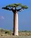 Morondava - An Adansonia grandidieri (giant baobab) at Morondava, Madagascar