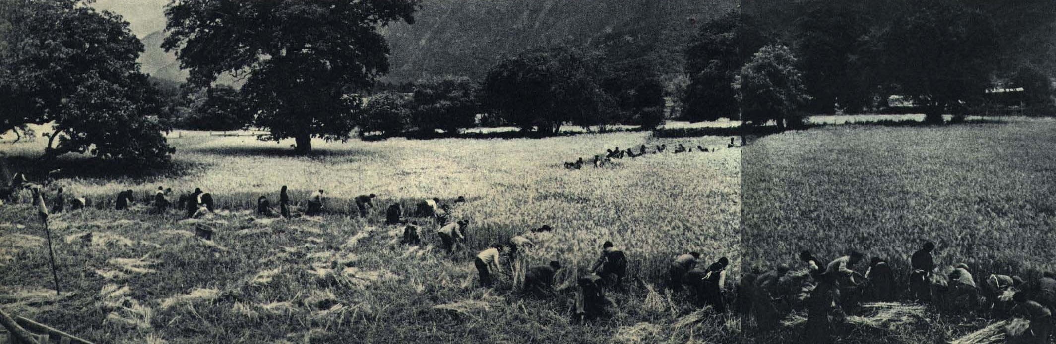 Ňingthri - 1962-04 1962年 西藏林芝收割麦田 Ňingthri - 1962-04 1962年 西藏林芝收割麦田