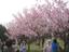 The cherry blossoms on Yang Ming Mountain, Taipei, Taiwan.