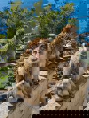 Jak se dostat z Malagy na Gibraltar? Jak se dostat z Malagy na Gibraltar?