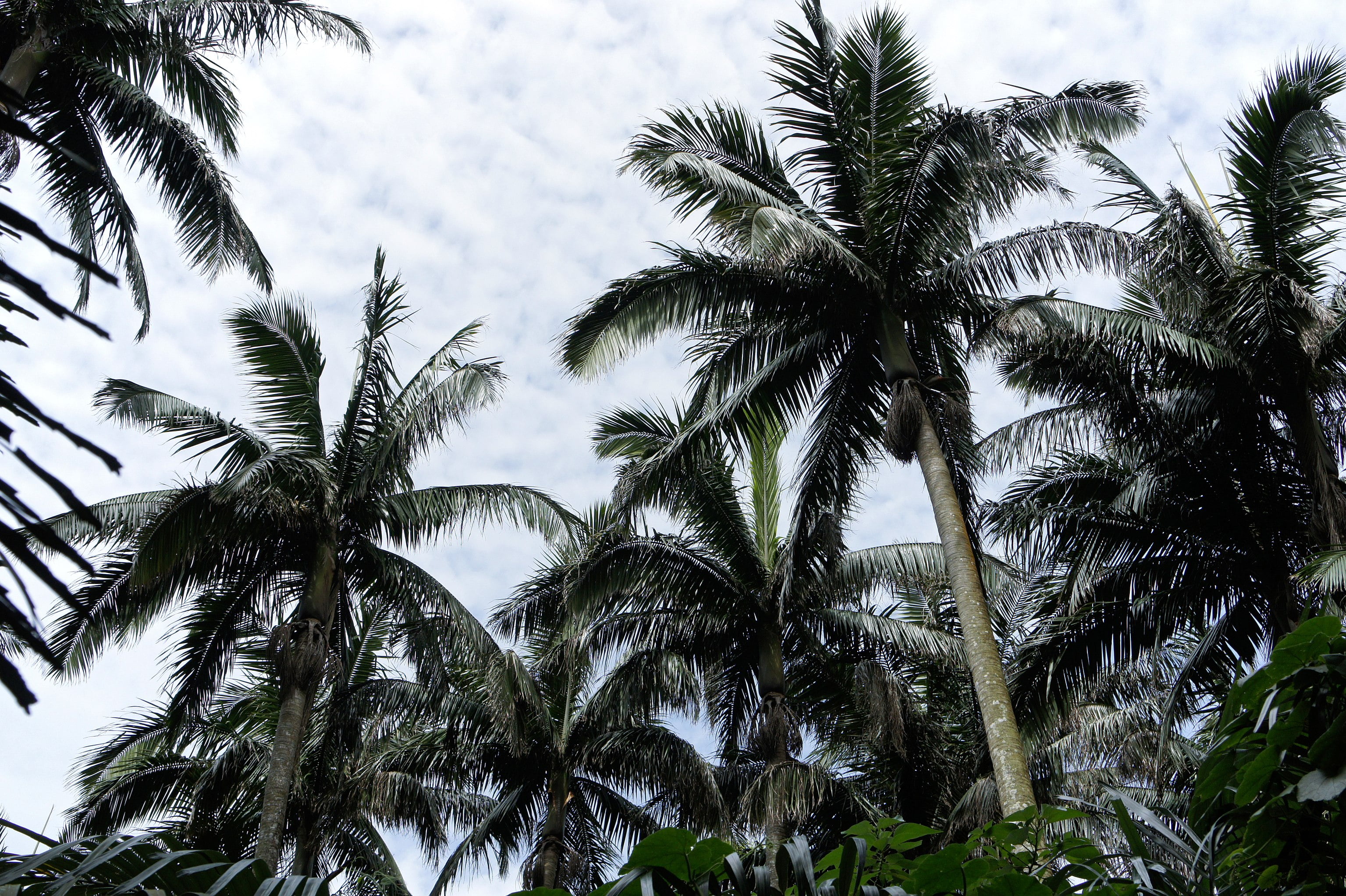 Ishigaki - Native forest of Satake palm trees, Yonehara, Ishigaki, Okinawa prefecture, Japan. Ishigaki - Native forest of Satake palm trees, Yonehara, Ishigaki, Okinawa prefecture, Japan.