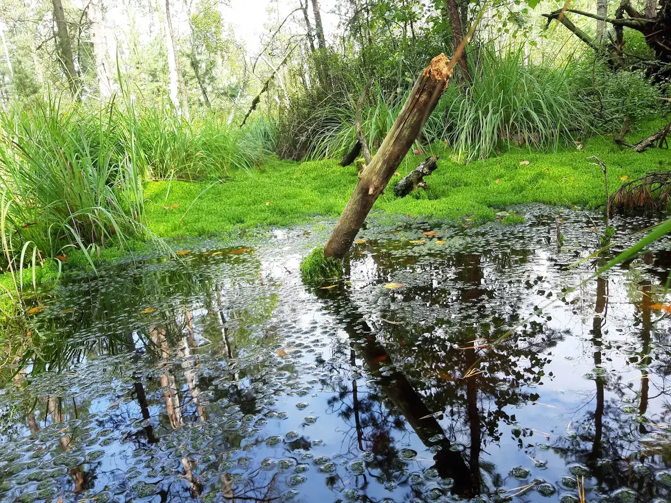 Národní přírodní rezervace Červené blato