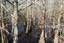 Six Mile Cypress Slough Preserve