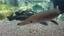 Alligator Gar. (Atractosteus spatula). Photo taken at the River Safari, Singapore.