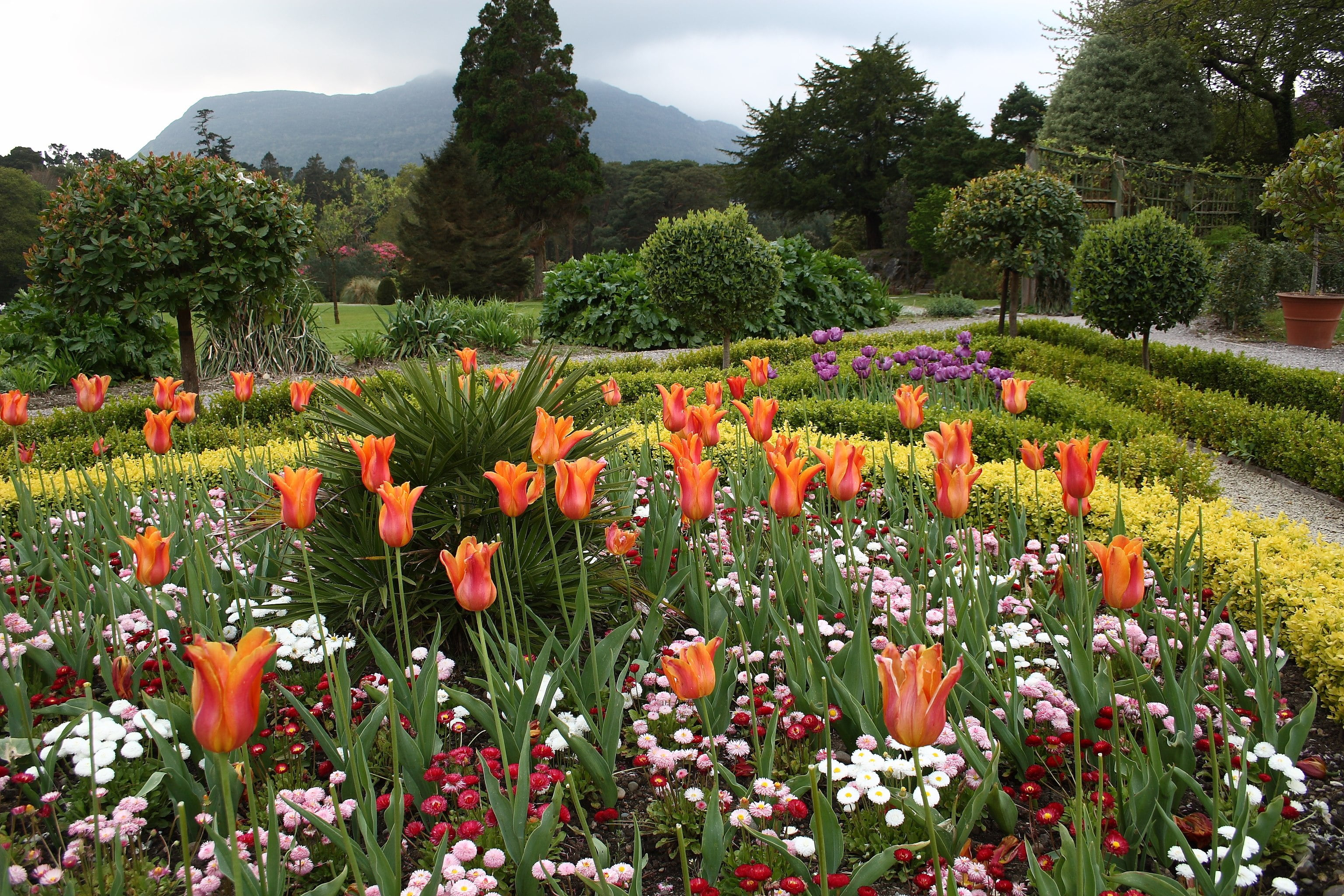 Killarney - Flower Garden at Muckross House, with mountains in distance Killarney - Flower Garden at Muckross House, with mountains in distance