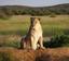 Tebessa - Lioness at Okonjima Lodge, Namibia