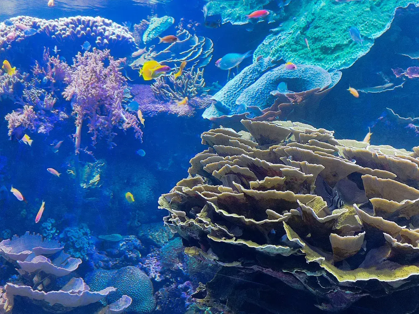 Oceanogràfic