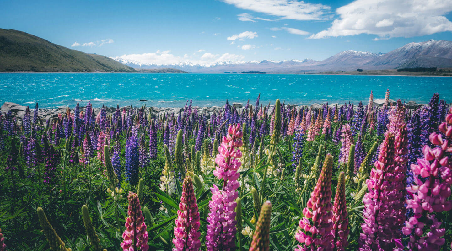 New-Zealand-louka New-Zealand-louka