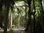 Paraparaumu - Walkway through forest of nikau palms (Rhopalostylis sapida) in Nikau Reserve, Paraparaumu.