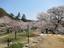 Tottori - 久松公園の桜（鳥取県鳥取市）