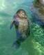Hawaiian monk seal from the Waikiki Aquarium